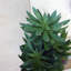 60cm Faux Yucca Plant in Planter
