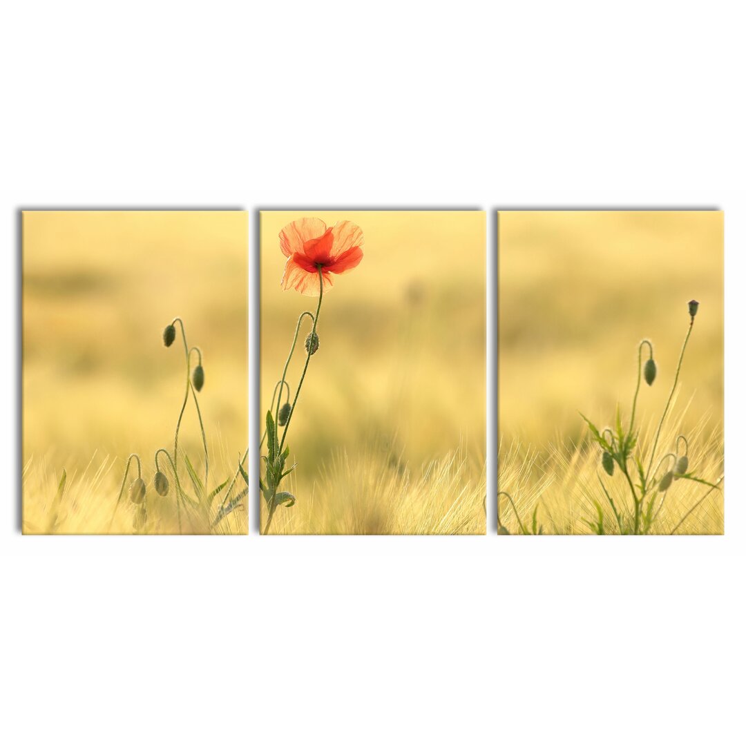 3-tlg. Leinwandbilder-Set Poppy Flower in Field