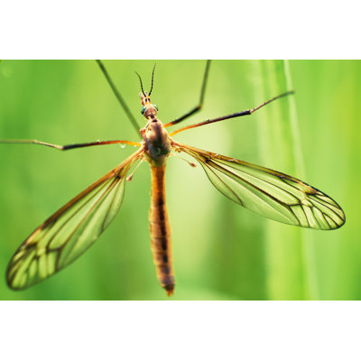 " Mosquito " by Thomas_Zsebok_Images
