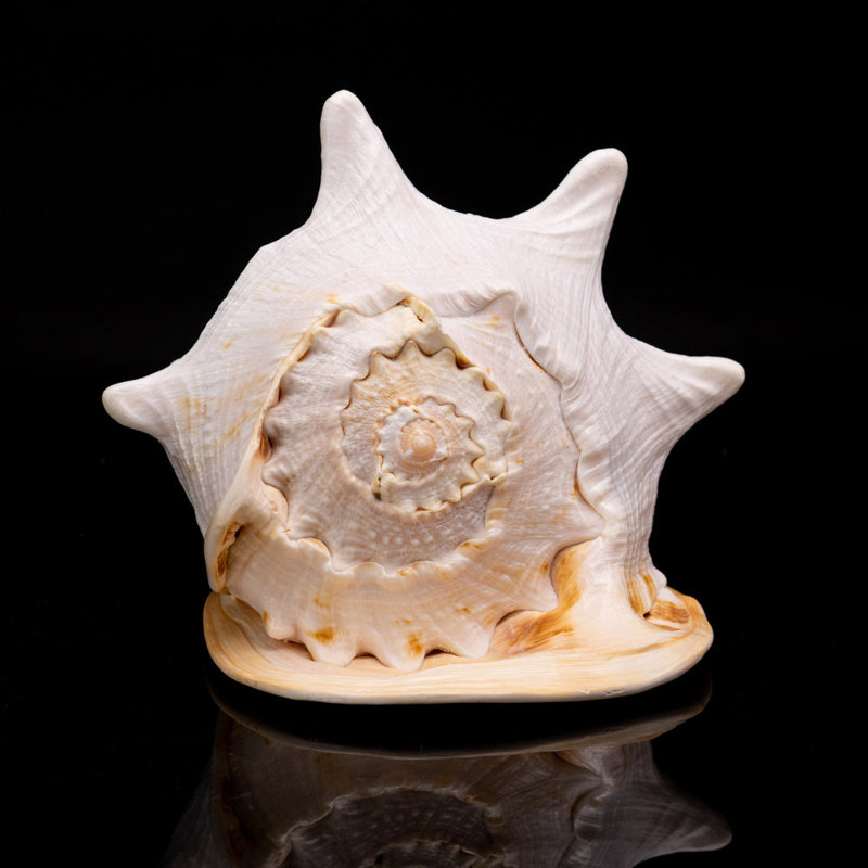 Genuine Horned Helmet Shell (4 Lbs)