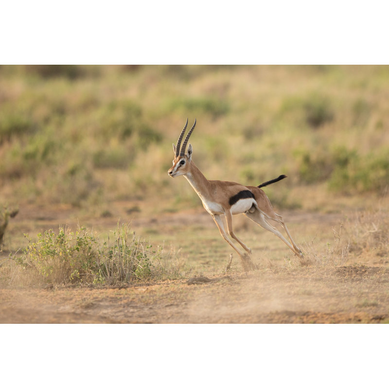 Thompson''s Gazelle Running - Wrapped Canvas Print, 20cm H x 30cm W x 3.8cm D