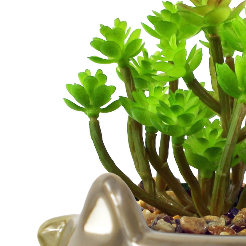 Annistin 15cm Plant