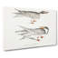 Illustration Of Tern Birds by John Edward Gray - Wrapped Canvas Painting-55363008