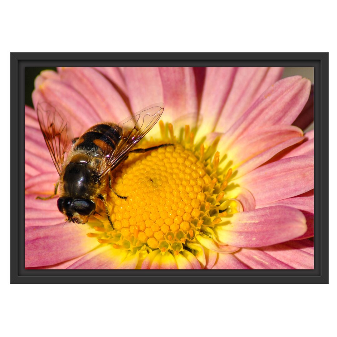 Biene auf der Margerite Gerahmter Fotokunstdruck