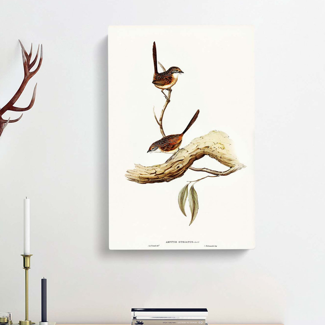 Striated Wrens by Elizabeth Gould - Wrapped Canvas