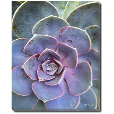 Succulent Center 2 Print by Joe Ruggiero
