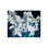 Paper Whites - Graphic Art