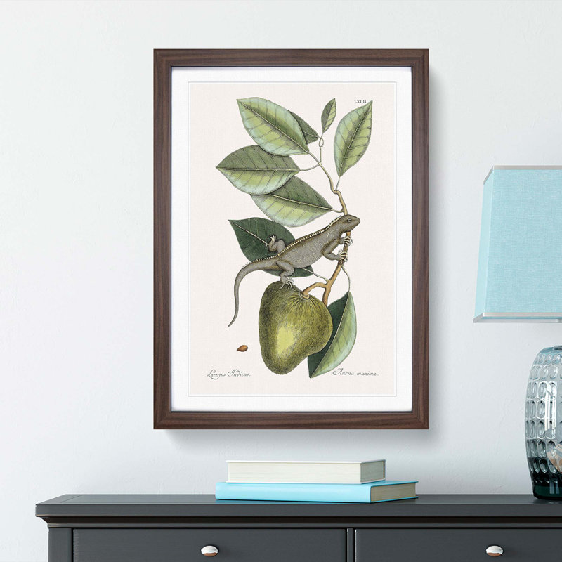 Lizard by Mark Catesby - Picture Frame Painting Print, Walnut Framed, 48cm H x 36cm W x 2cm D