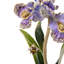Hand Painted Decorative Object