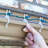 Clear Gutter and Shingle Christmas Light Clips