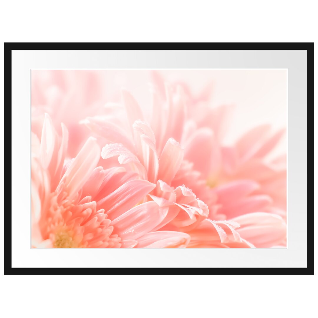 Gerahmtes Poster Gerbera Blume