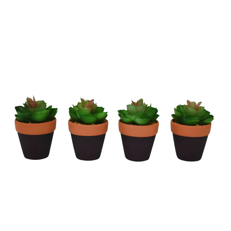 4'' Plant
