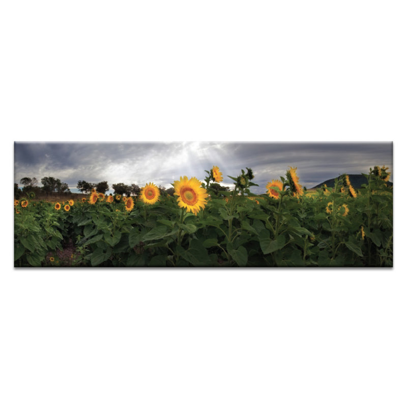 A Little Ray Of Sunshine by Andrew Brown - Wrapped Canvas Print