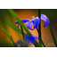 «Chionodoxa I» par Martin Podt - reproduction imprimée-1372996768-1404879950