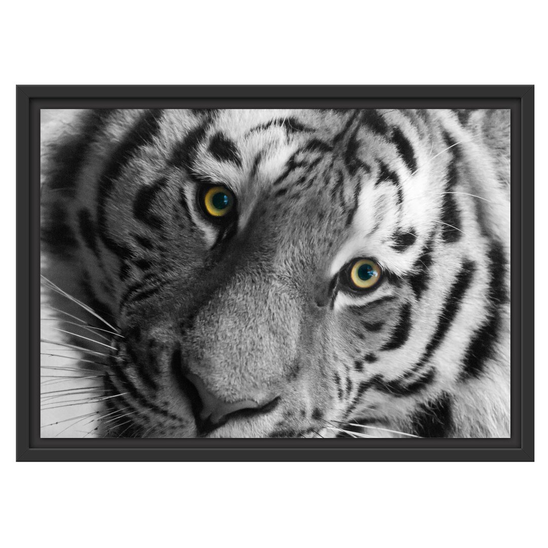 Gerahmter Fotodruck 'Beautiful Tiger'