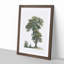 Tree Illustration by Pierre-Joseph Redoute - Picture Frame Painting Print-55611053-55611052