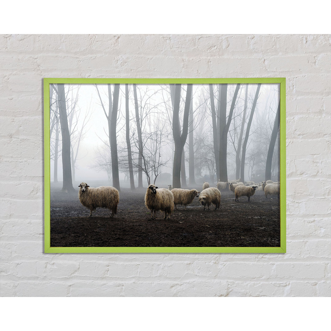 Cepheus Sheep Forest - Einzelner Bilderrahmen Kunstdrucke