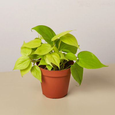 House Plant Shop Live Philodendron Plant