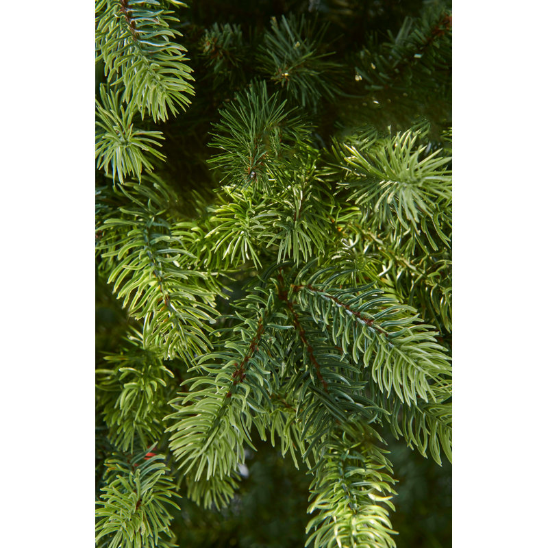 OAKLEY Christmas Tree, 8.5