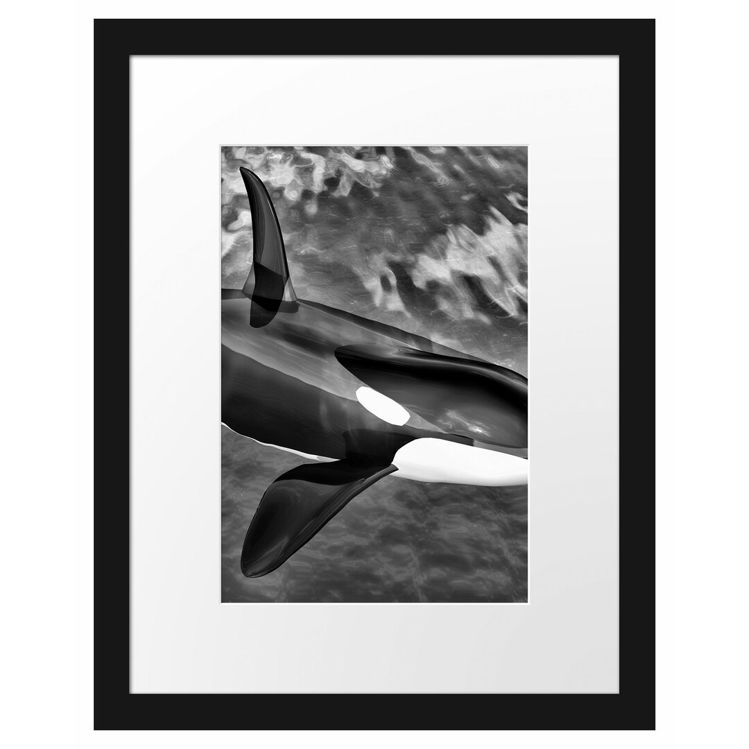 Gerahmtes Poster Orca im blauen Meer