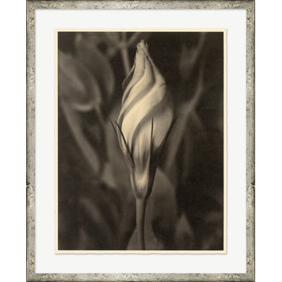 Sepia Flowers 4 Print