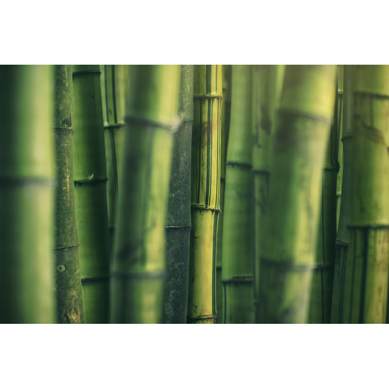 Bamboo Grove - Wrapped Canvas Print, 61cm H x 91cm W