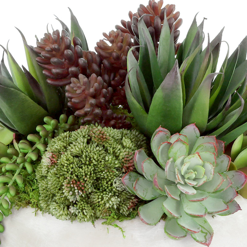 Agave, plante grasse et Sedum disposés dans un pot en pierre