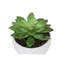 Plante artificielle-1214834763