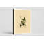 Palm Warbler (Plate CLX III) - Art mural sur toile Portrait-129976443