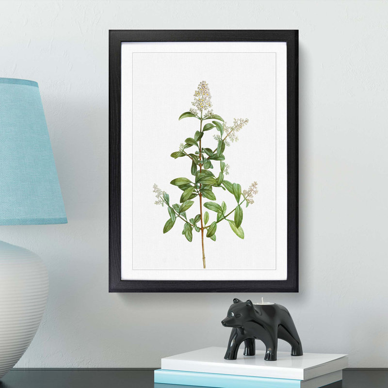 Wild Privet Flowers by Pierre-Joseph Redoute - Picture Frame Painting Print, Black Framed, 36cm H x 27cm W x 2cm D