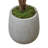 Fiddle Leaf Tree in Fiberstone Pot