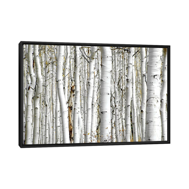 " Birch Wood " by PhotoINC Studio, 18" H x 26" W x 1.5" D, Black Framed Canvas, No Mat