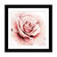 Rose rose I - reproduction sur toile-72579767-72579766-72579771