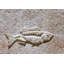6" x 6" Cement Whole Fish Fossil Impression Decorative Accent Tile in Buff