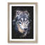 The Eyes of a Wolf - Framed Print-56742470-56742471