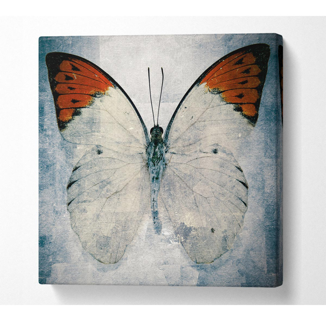 Orange Tipped Butterfly - Kunstdrucke auf Leinwand