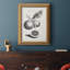 " Antique Lemons & Oranges II "-1218147568