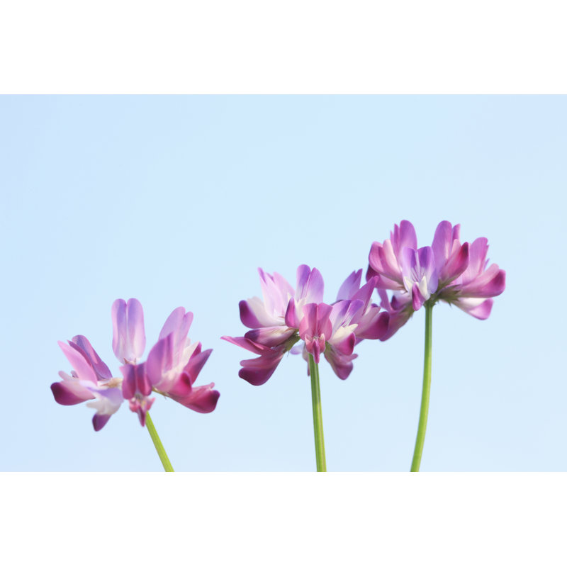 Leanid Milk-Vetch by Gyro - Wrapped Canvas Print, 30cm H x 46cm W x 3.8cm D