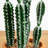 Artificial Cactus in Terracotta Planter-256706795