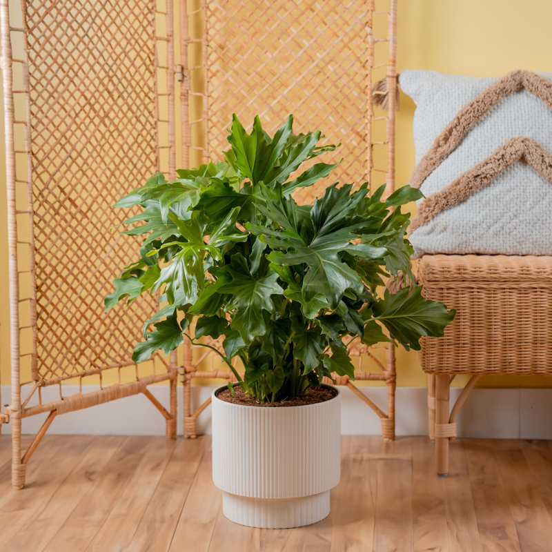 Lacy Tree, Selloum in Mid-Century Modern Planter
