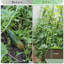 Trellis 1.2 H x 1.6 W