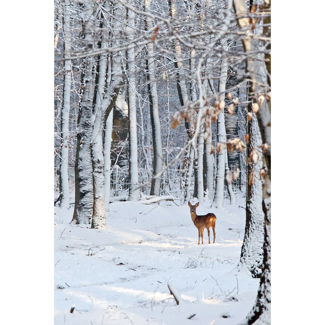 Deer In Snow Covered Forest von LionH - Kunstdrucke