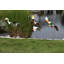 Art de jardin mallard canard