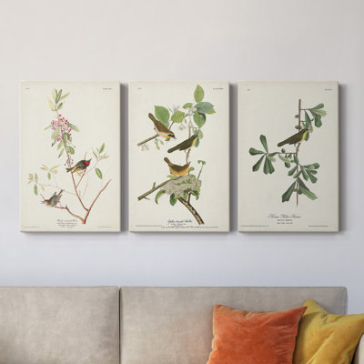 " Pl. 195 Ruby-Crowned Wren " 3 - Pieces Painting Print