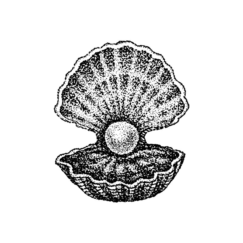 Jonette Dotwork Shell With Pearl - Wrapped Canvas Print, 51cm H x 51cm W x 3.8cm D