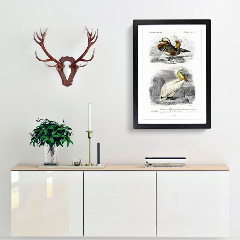 Duck and Pelican by Charles d' Orbigny - Picture Frame Painting Print, Black Framed, 36cm H x 27cm W x 2cm D