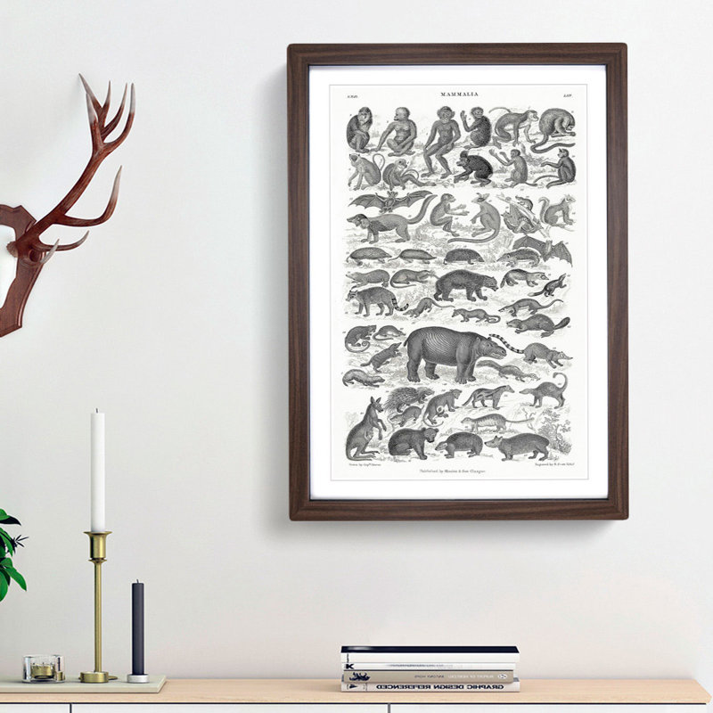 Study of Mammals LII by Oliver Goldsmith - Framed Print, Walnut Framed, 65cm H x 48cm W x 2cm D