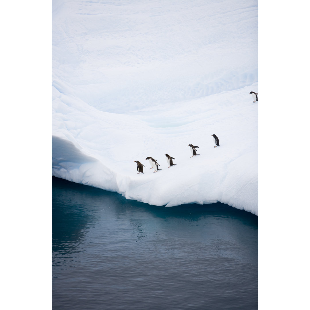 Pinguine auf dem Eisberg - Leinwandbild