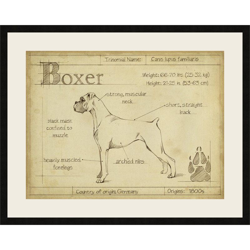 " Antique Boxer "
