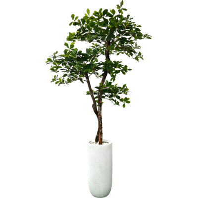 60" H Silk Artificial Olive Tree